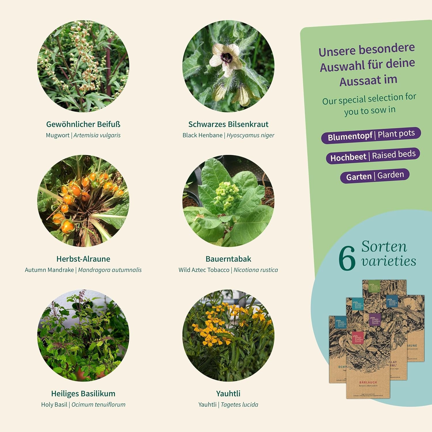 Magic Garden Seeds – Kouzelné rostliny se 6 kouzelnými bylinkami: Pelyněk, Pelyněk, Mandragora a další – Rostliny kadidla, které si můžete vypěstovat a dát jako dárky