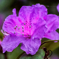 LILA AZALEA JAPANISCHER IMMERGRÜNER STRAUCH ROBUSTE GARTENPFLANZEN IM 2L TOPF X B1