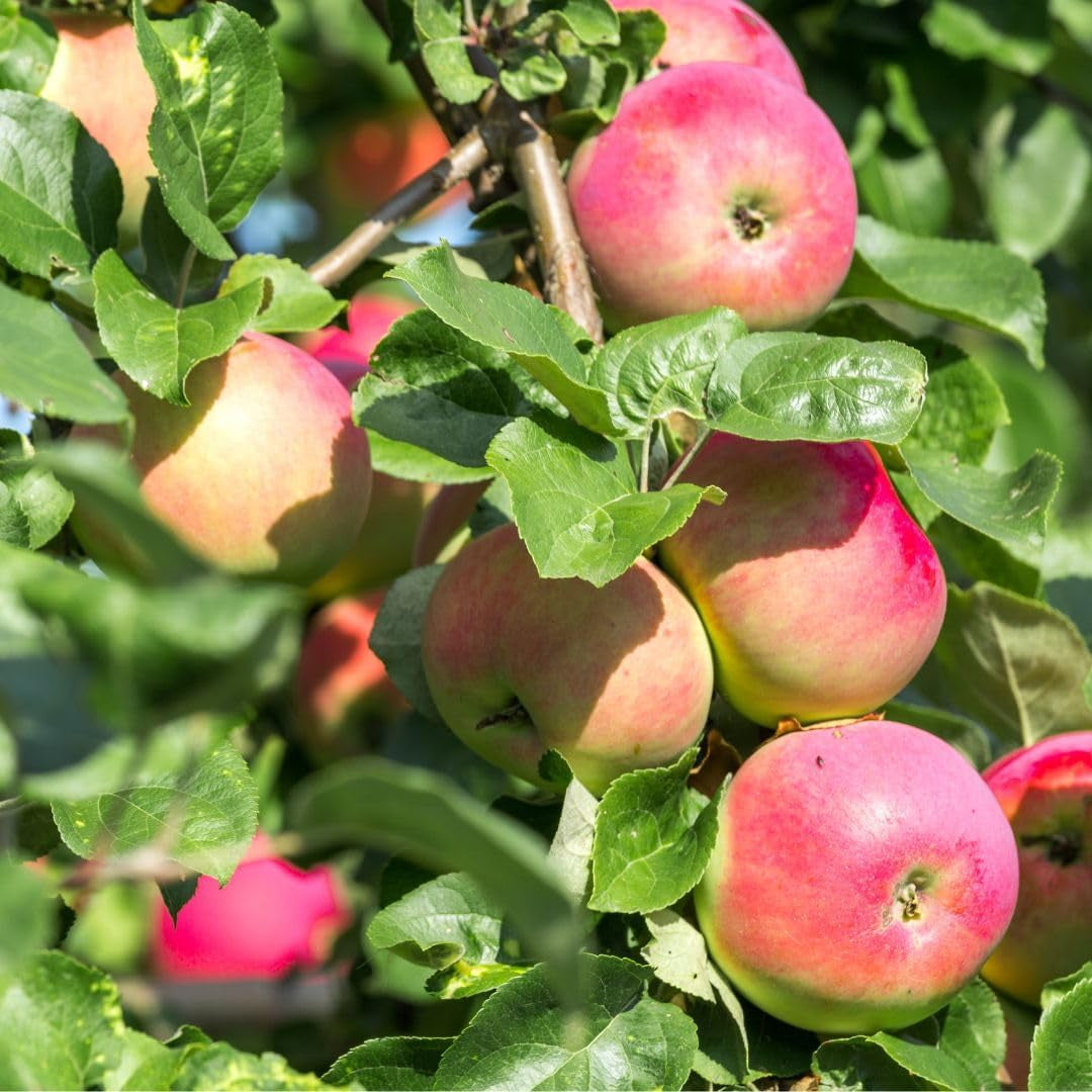 Apfelbaum Sorte Rosa Di Caldaro – Obstpflanze Im Topf Ø 24–26 Cm – Höhe Max. 180 Cm – Alter 4 Jahre – Italienische Baumschule