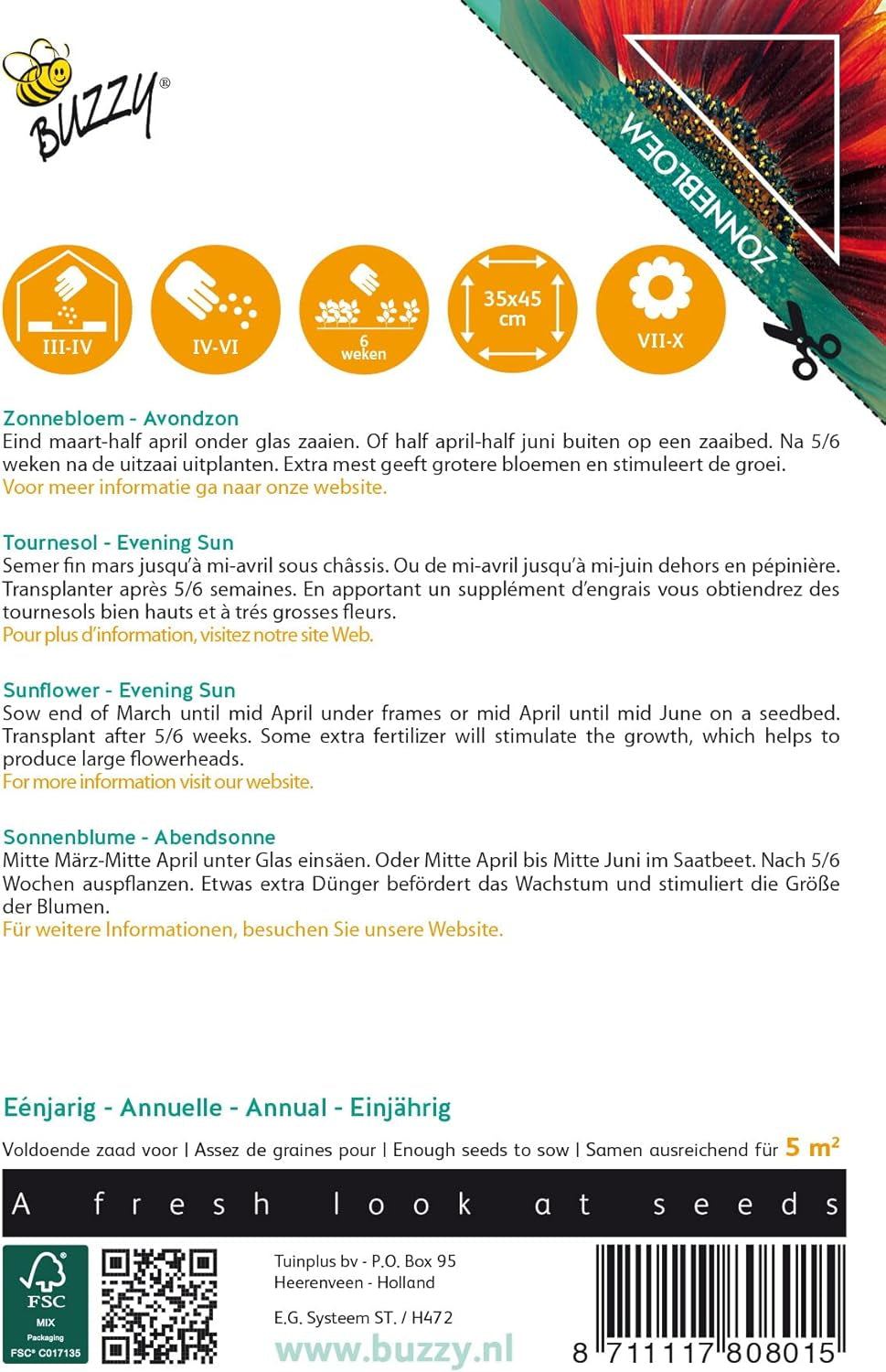 Slunečné květiny, slunečnice, večerní slunce