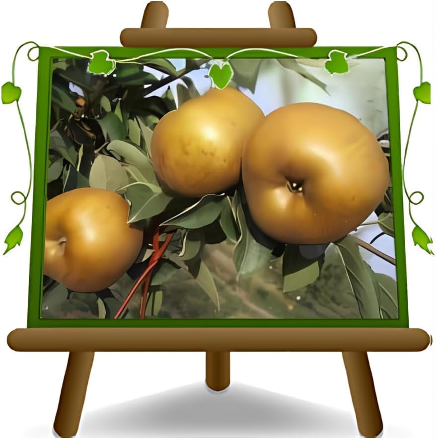Apfelbaum Golden Ruggine – Antike Sorte, Topf Ø 26 Cm, Max. Wuchshöhe 180 Cm Alter: 4 Jahre – Italienische Baumschule