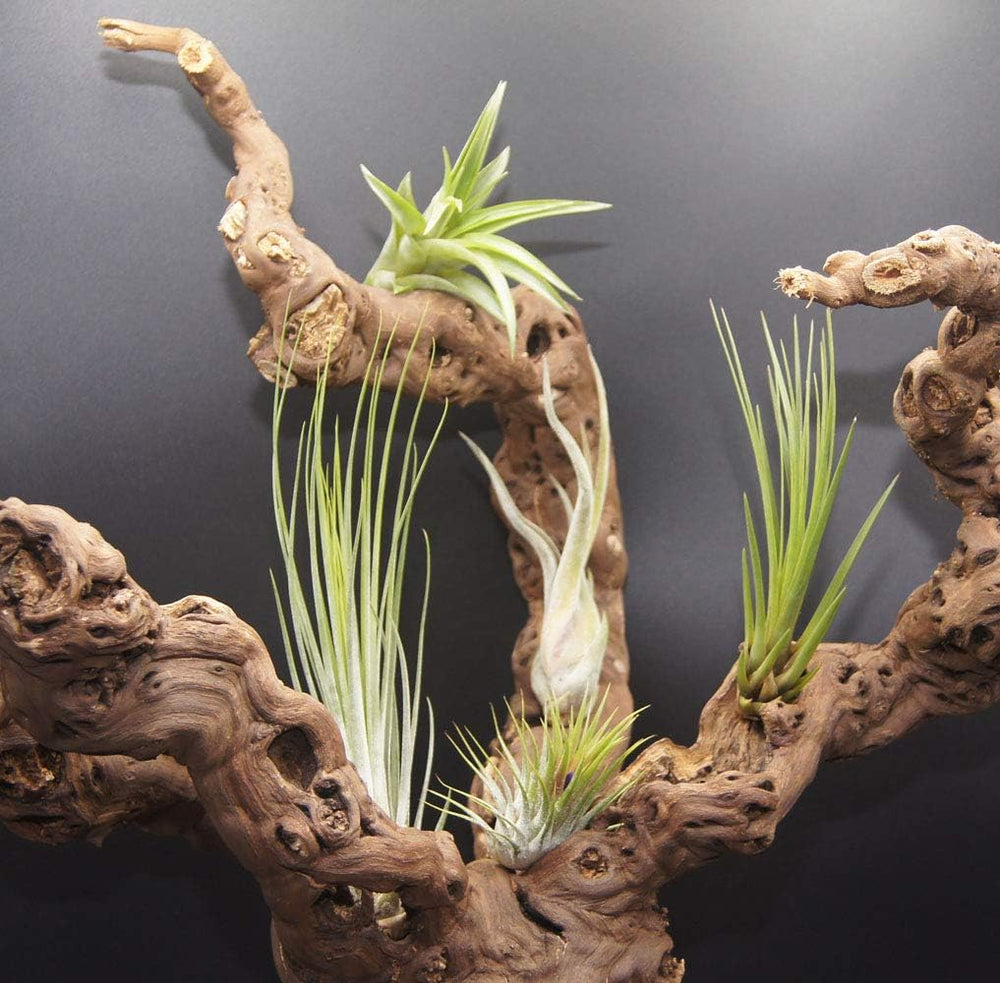 Tillandsien 20Er-Mix, Tilliandsia, Bromeliengewächs