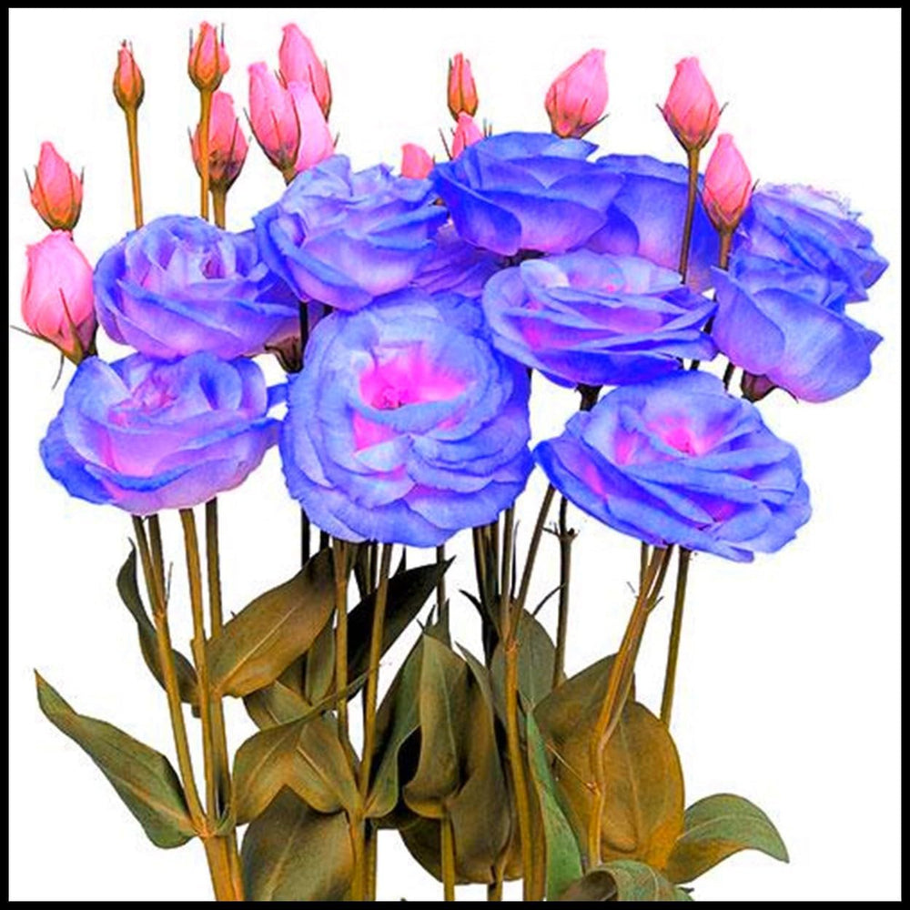 Blumenzwiebel Mix, Winterhart zwiebeln, Winterhart pflanzen, Mehrjährige Blumenzwiebel ist winterhart, Mysteriöse magische Glühbirne-4 Pflanzen Funken Hosta Rhizom