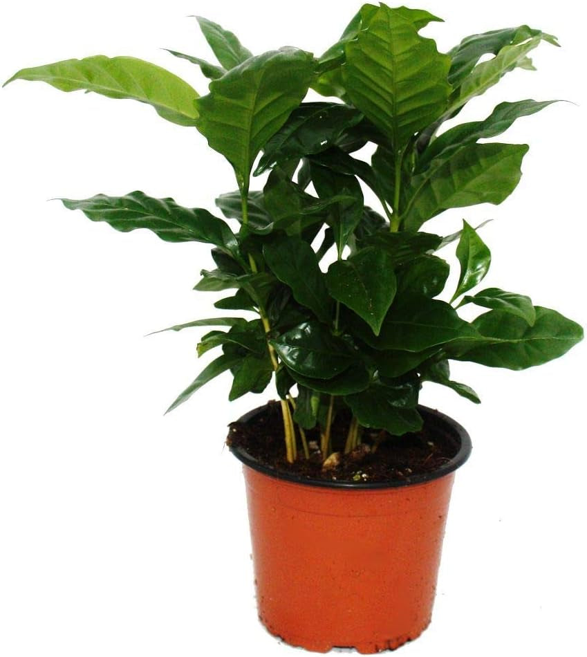 Exotenherz Zimmerpflanzen-Mix II 3Er Set, 1X Dieffenbachia, 1X Chamaedorea (Bergpalme) 1X Dracena Marginata (Drachenbaum), 10-12Cm Topf