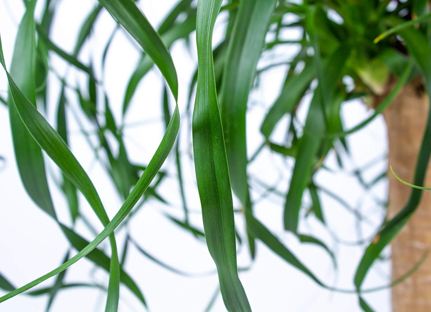 Bloomique - Beaucarnea Recurvata - Elefantenfuß - Zimmerpflanzen - Luftreinigend - Tierfreundlich - Pflegeleicht - 70-90 Cm Hoch - Topf 24 Cm