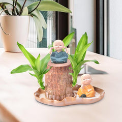 Brasilianische Holzpflanze Mit Blumentopf, Brasilianisches Glücksholz, Hydroponische Topfpflanze, Hydroponische Glücksholzpflanze, Reinigt Die Raumluft, Büro-Schreibtischpflanze Für Den Innenbereich