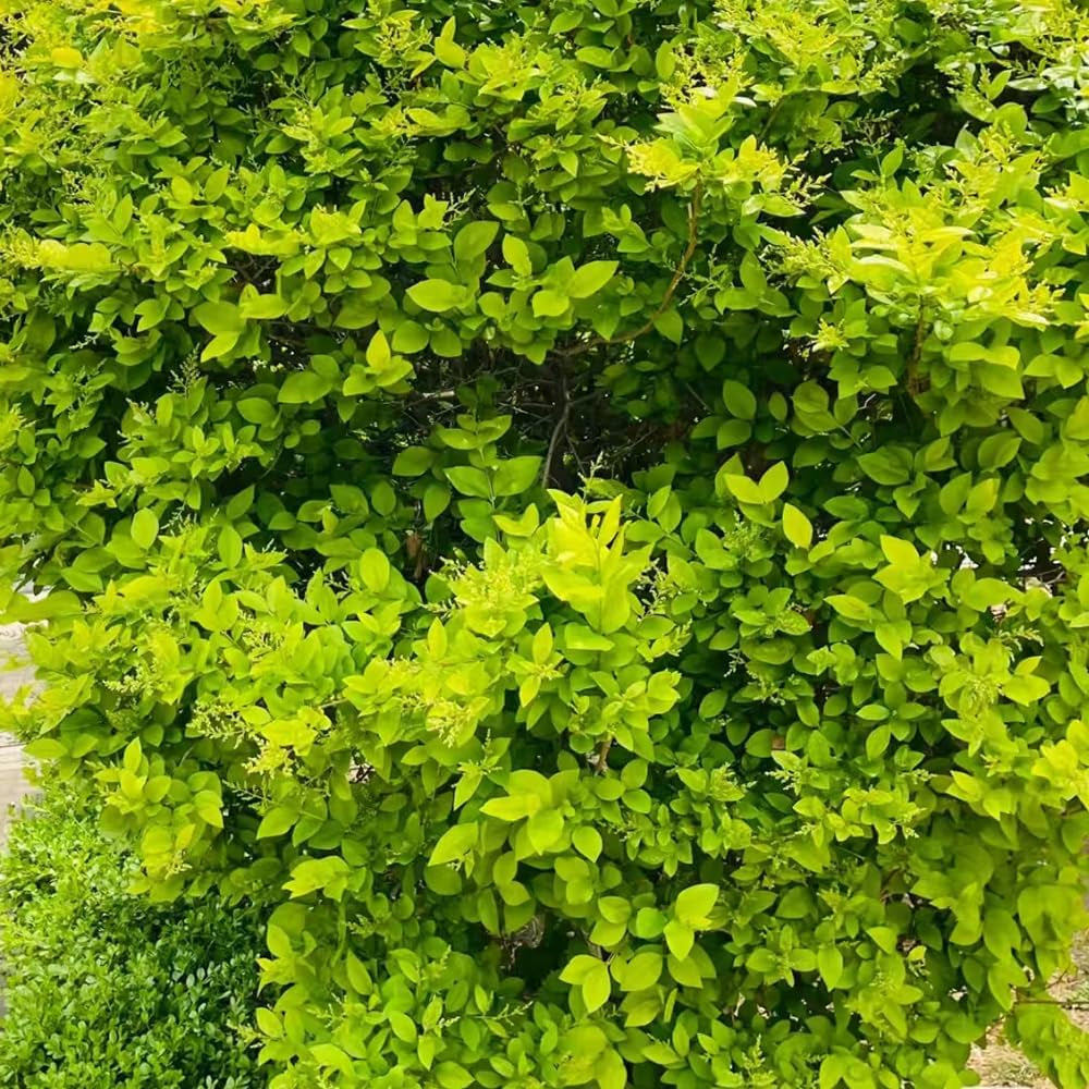 Immergrüner Liguster Immergrüner Heckenpflanzen Ligustrum Lucidum Büropflanzen Immergrüne Seltene Gartendeko Für Draußen Minigarten Hochbeet Zimmerbonsai Gartenblumen Sträucher 350Samen