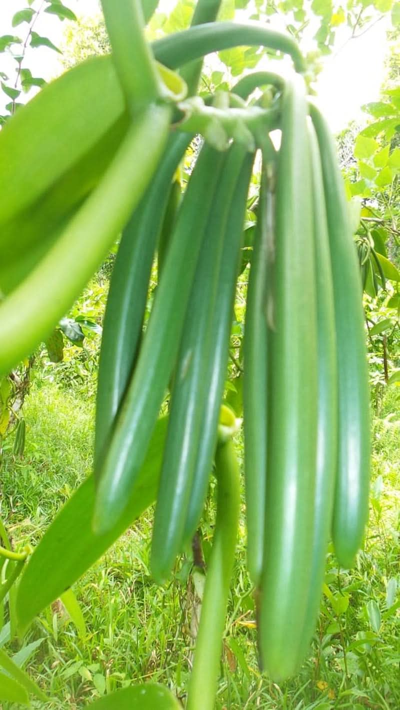 Vanilkový prášek 50 G, mletý vanilkový prášek 100% čisté Aromas Naty Shop