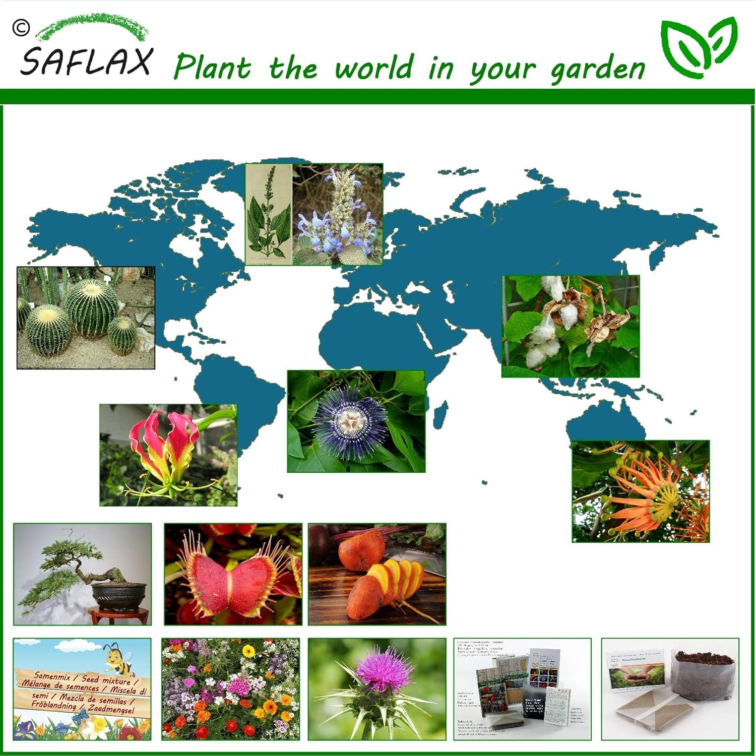SAFLAX - Bonsai - Goldkiefer - 20 Samen - Pinus Ponderosa
