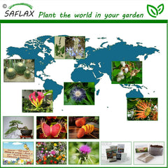 SAFLAX - Bonsai - Goldkiefer - 20 Samen - Pinus Ponderosa