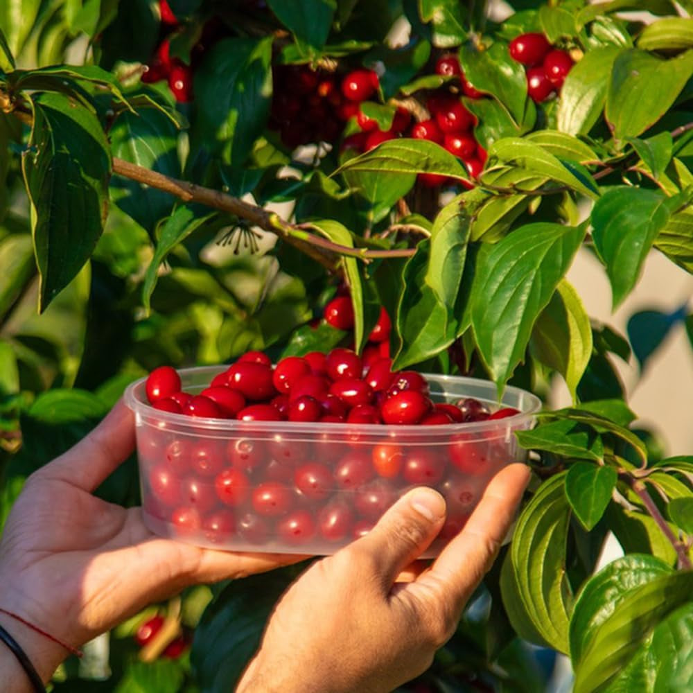 Kornelkirsche, Zwergobstbäume Cornus Officinalis, Blühende Sträucher Winterhart Obstsamen Seltene Kräutergarten Balkon Wildkräuter 300Samen