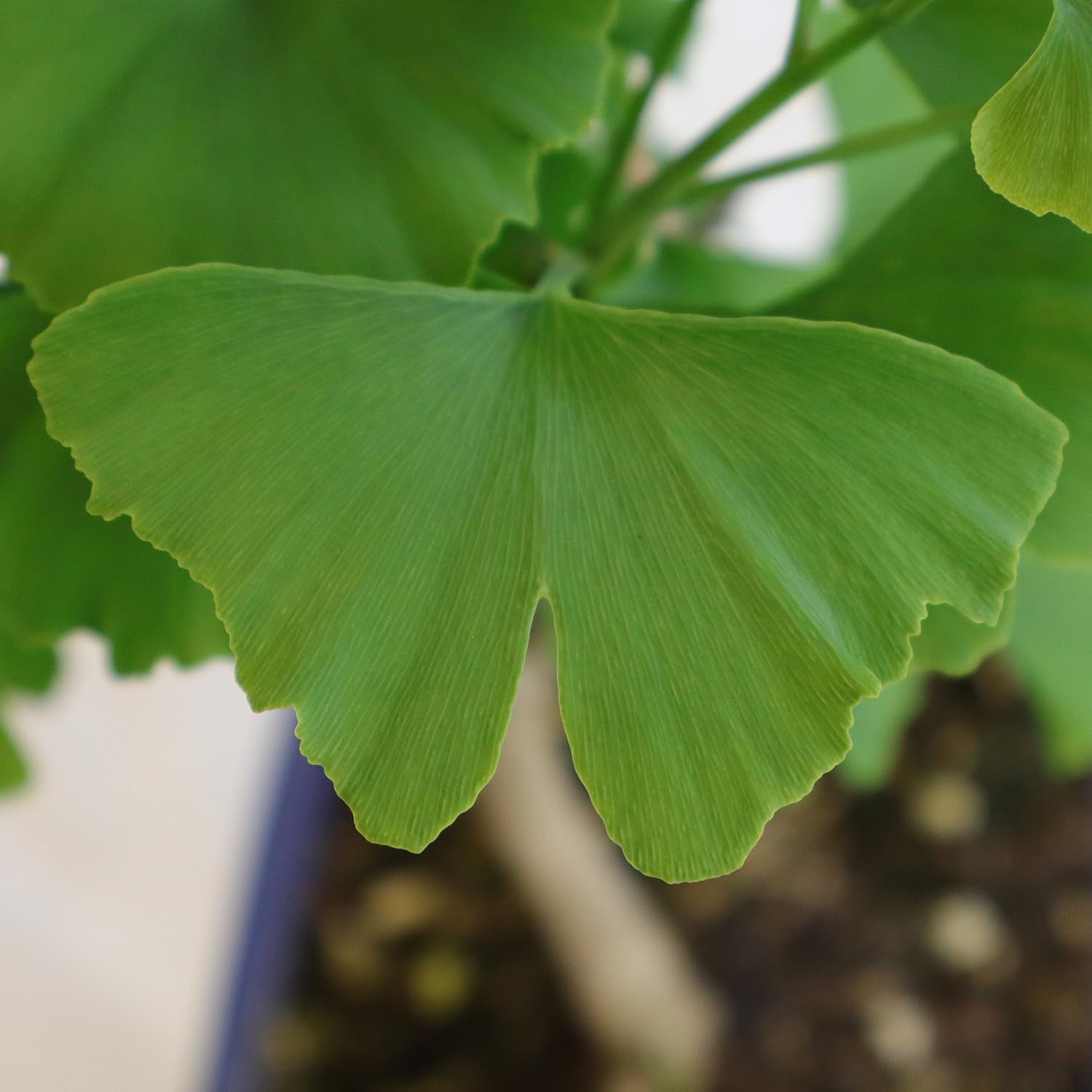 KENTIS - Ginkgo Biloba Bonsai - Natürliche Dekopflanze Für Draußen - H 40-50 Cm Keramiktopf Ø 21 Cm