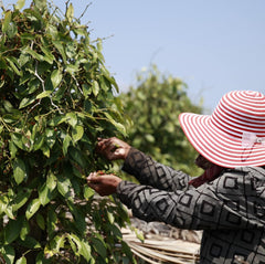 Spicebar Roter Kampot Pfeffer, Premium Auslese aus Kambodscha (1 x 70 g)