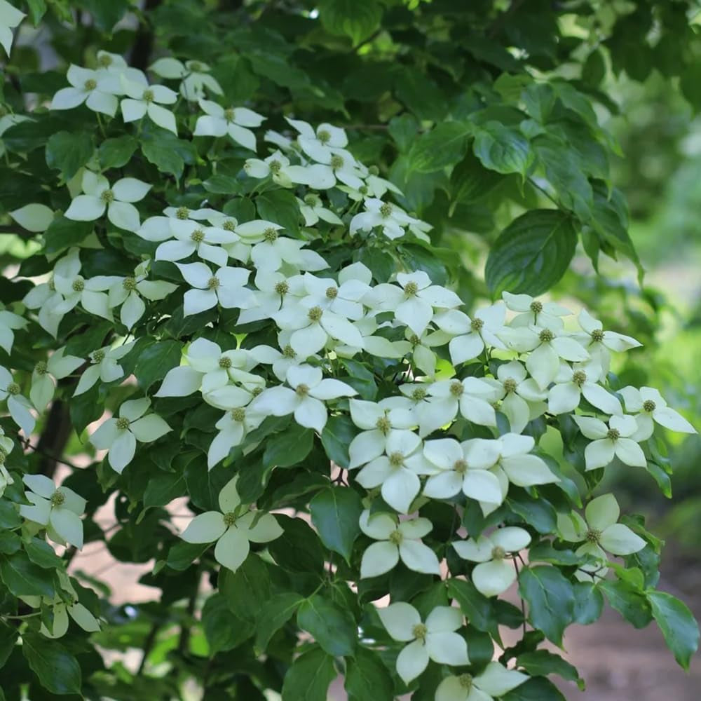 Cornus Kousa, Balkonpflanzen Hartriegel, Garten Blumensamen Mehrjährig Winterhart Blühende Sträucher Winterhart Seltene 120Samen