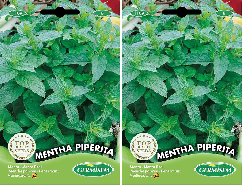 Pfefferminze MENTHA PIPERITA, Mehrfarbig, EC1109 (Packung Mit 2)