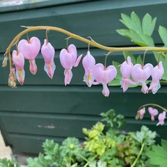 Tränendes Herz Frühlingsblume Winterharte Kübelpflanzen Dicentra Spectabilis Topfpflanzen Schnell Wachsende Sträucher Minigarten Bio Balkon Blumendeko Zimmerbonsai Grünpflanzen 40Samen
