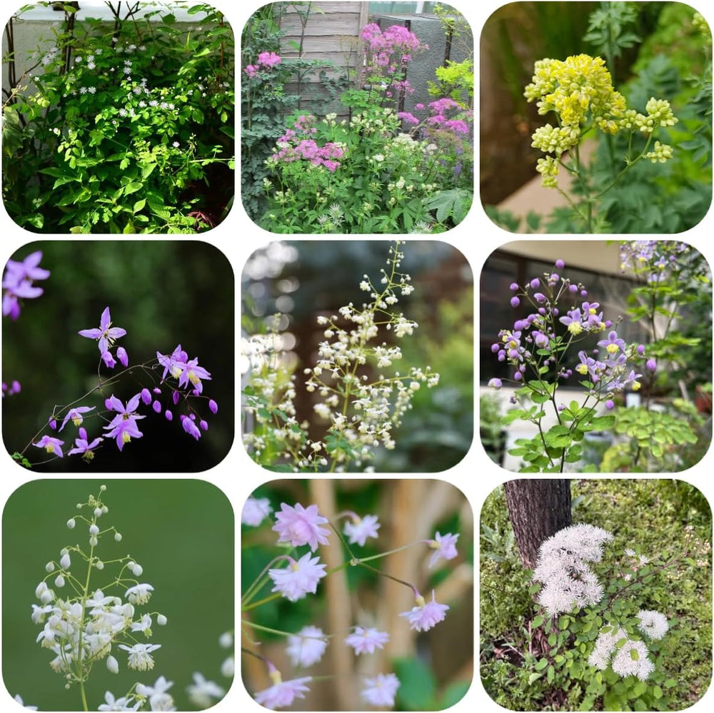 Thalictrum Aquilegifolium Hochbeet Für Sonnige Plätze Bodendecker Winterhart Mehrjährig Steingartenpflanzen Gartenblumen 350Samen