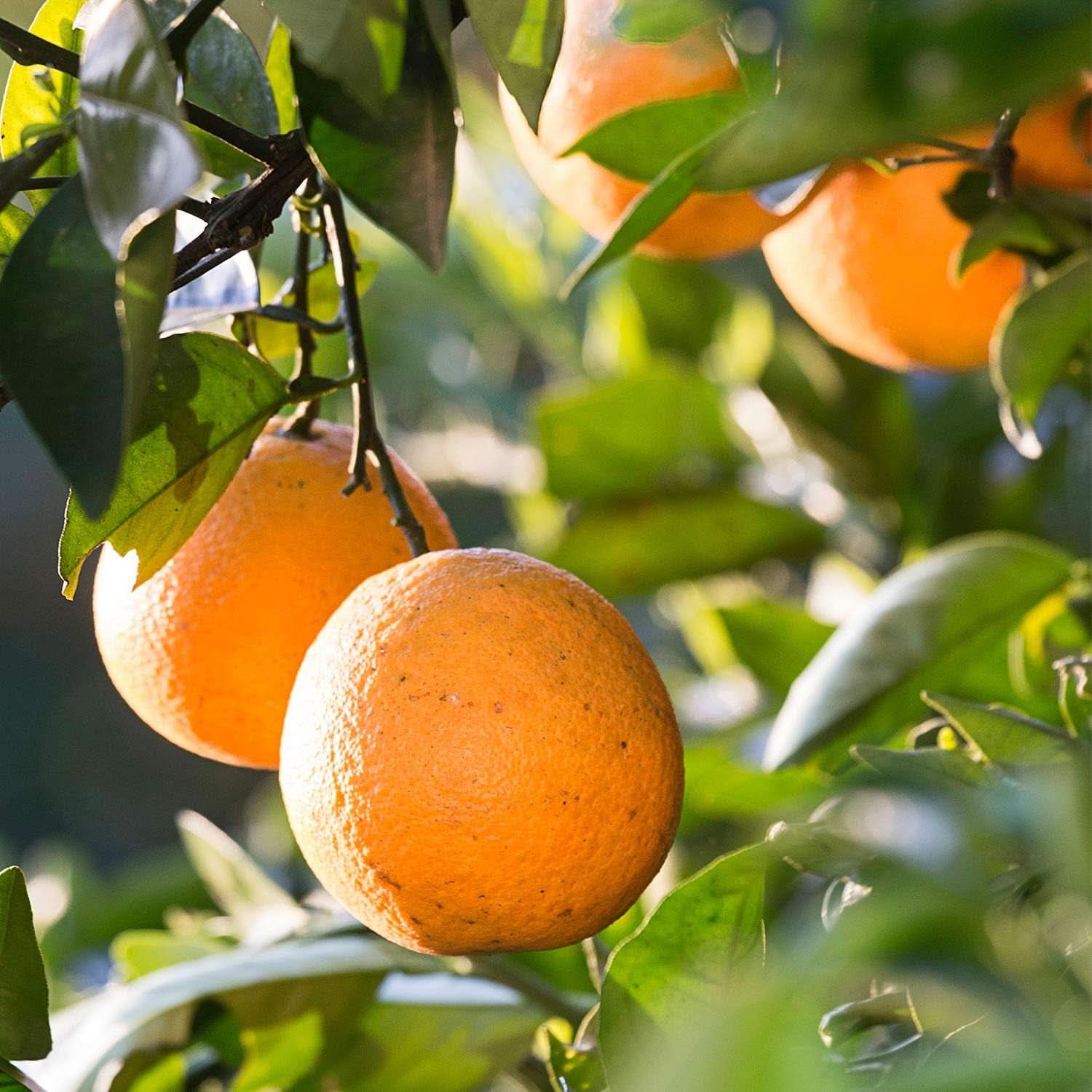 WELEDA Bio Kids šampon a sprchový gel 2v1, oranžový, vhodný pro děti od tří let (1 x 150 ml) Matka a dítě Naty Shop