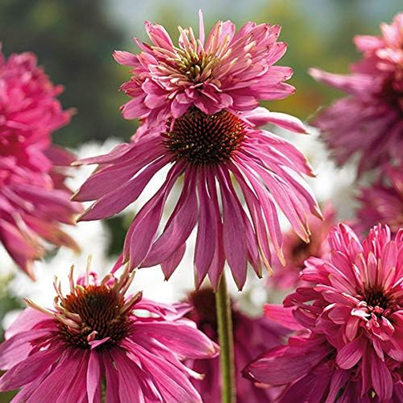 6 x Garten Scheinsonnenhut 'Doubledecker' - Echinacea Purpurea 'Doubledecker' Květináč 9x9cm: Doppelte Blüten, einzigartige Optik, zieht Bienen an, ideal für Gärten.