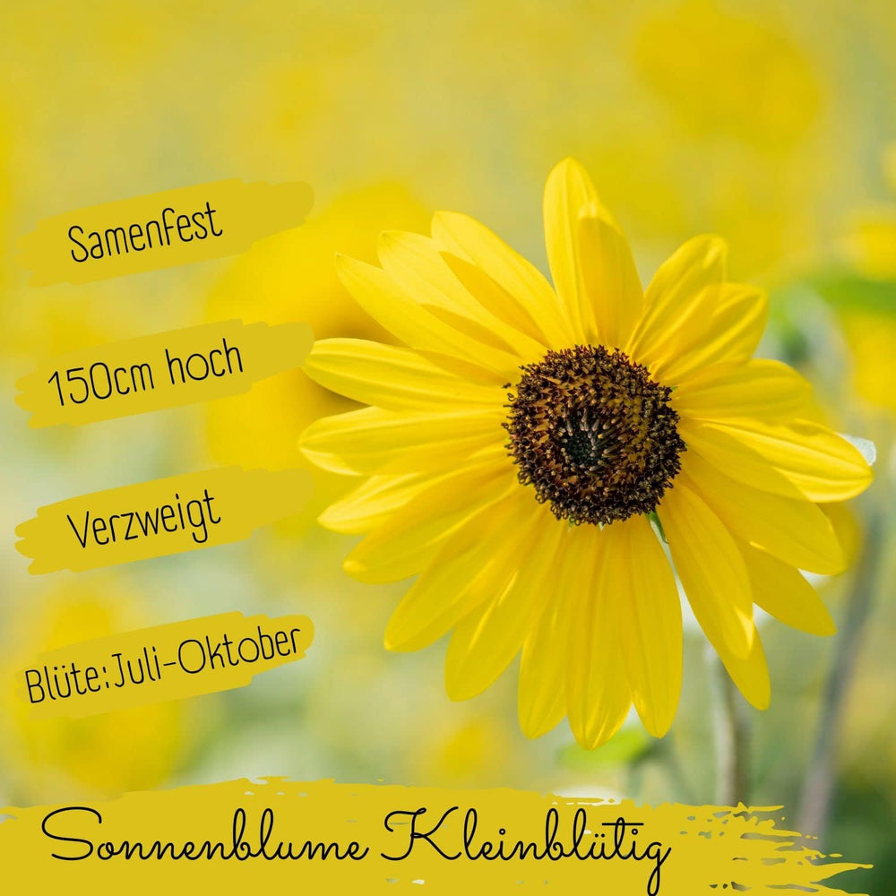 Bio Kleine Sonnenblumen Samen, 20 Blumensamen Mit Hoher Keimquote, Sonnenblumensamen Für Deinen Garten, Balkon, Beet Oder Als Gastgeschenk. Samenfestes Blumen Saatgut.