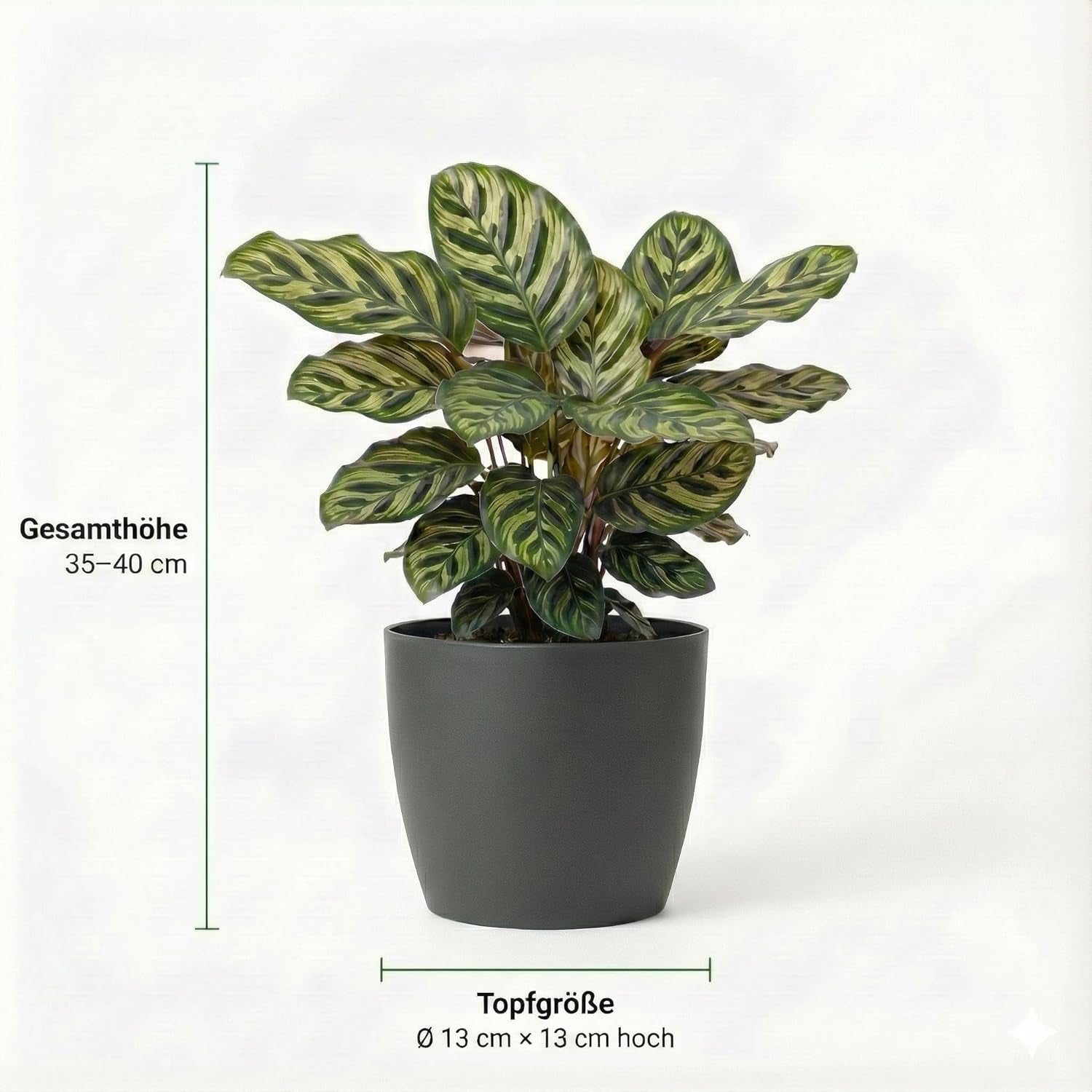 Luftreinigende Pflanzen – 6Er Set Echte Zimmerpflanzen Mit Seegras Töpfen – Tierfreundliche Und Pflegeleichte Grünpflanzen – Ideal Für Wenig Licht – Ø 12 Cm ↥ 40 Cm