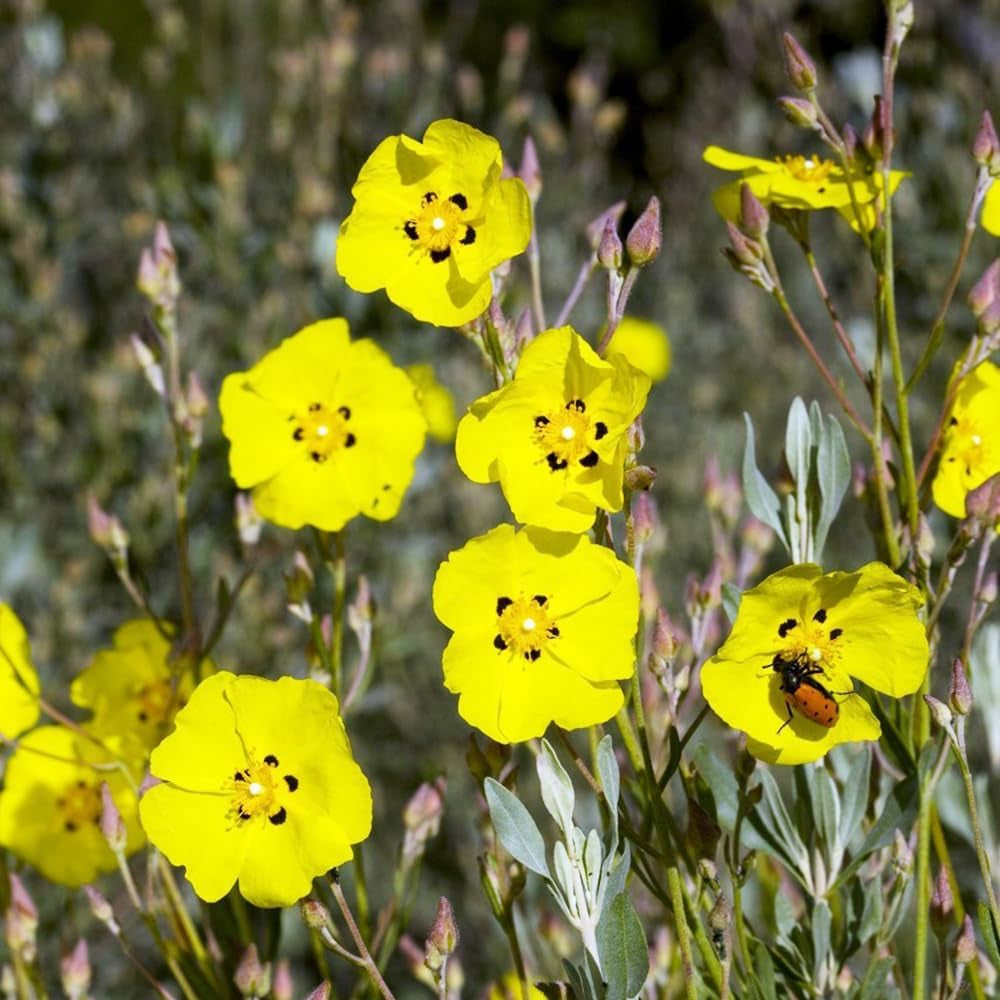 Zistrose Seltene Büropflanzen Cistus Creticus Gartendeko Für Draußen Zimmerpflanzen Immergrüne Winterharte Kübelpflanzen Gartenpflanzen Winterhart Mehrjährig Winterharte Gartenblumen 200Samen