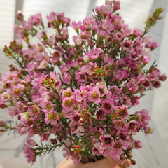 Chamelaucium Uncinatum Bonsaibaum Kletterpflanzen Garten Baumsamen Bonsai Exotische Bio Grünpflanzen Herbst Deko Wohnzimmer Balkon Zimmerbonsai Schnittblumen Topfpflanzen Nachhaltige 10Samen