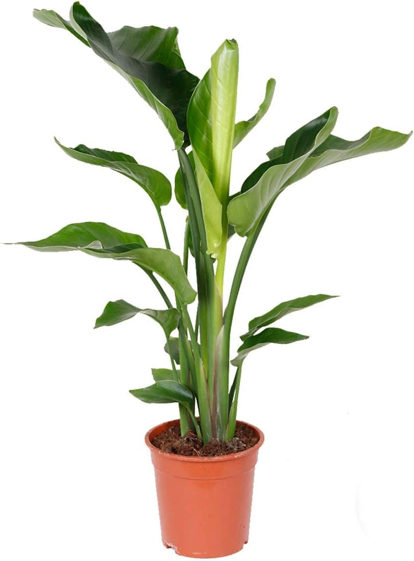 Bloomique - Strelitzia Nicolai - Paradiesvogelblume - Paradiesvogelblume - XXL Zimmerpflanzen - Luftreinigend - Pflegeleicht - 150-170 Cm Hoch - Topf 27 Cm