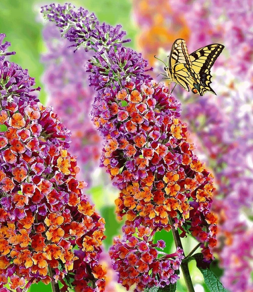 BALDUR Garten Flieder-Hecke, 1 Pflanze, Edelflieder Fliedertraum Blüten-Hecke, Sichtschutz, Syringa Vulgaris, Winterhart & Anspruchslos, Schnittblume, Blühend