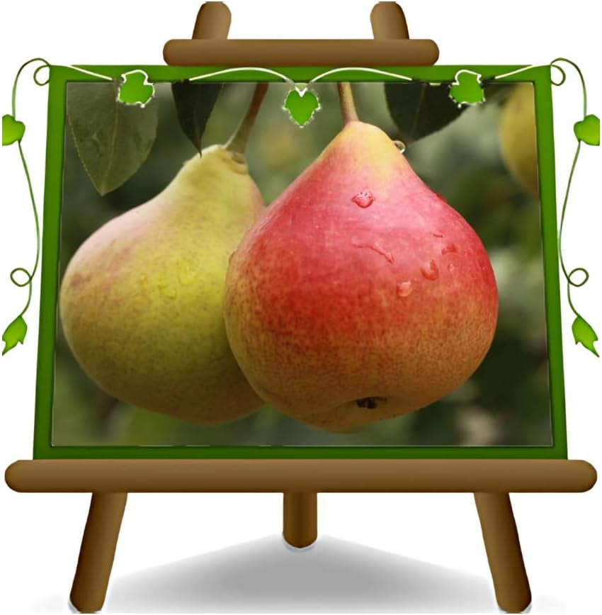 Birnbaum Angelica – Alte Sorte Obstpflanze Im Topf Ø 24–26 Cm – Max. Wuchshöhe 180 Cm – 4 Jahre Alt – Italienische Baumschule
