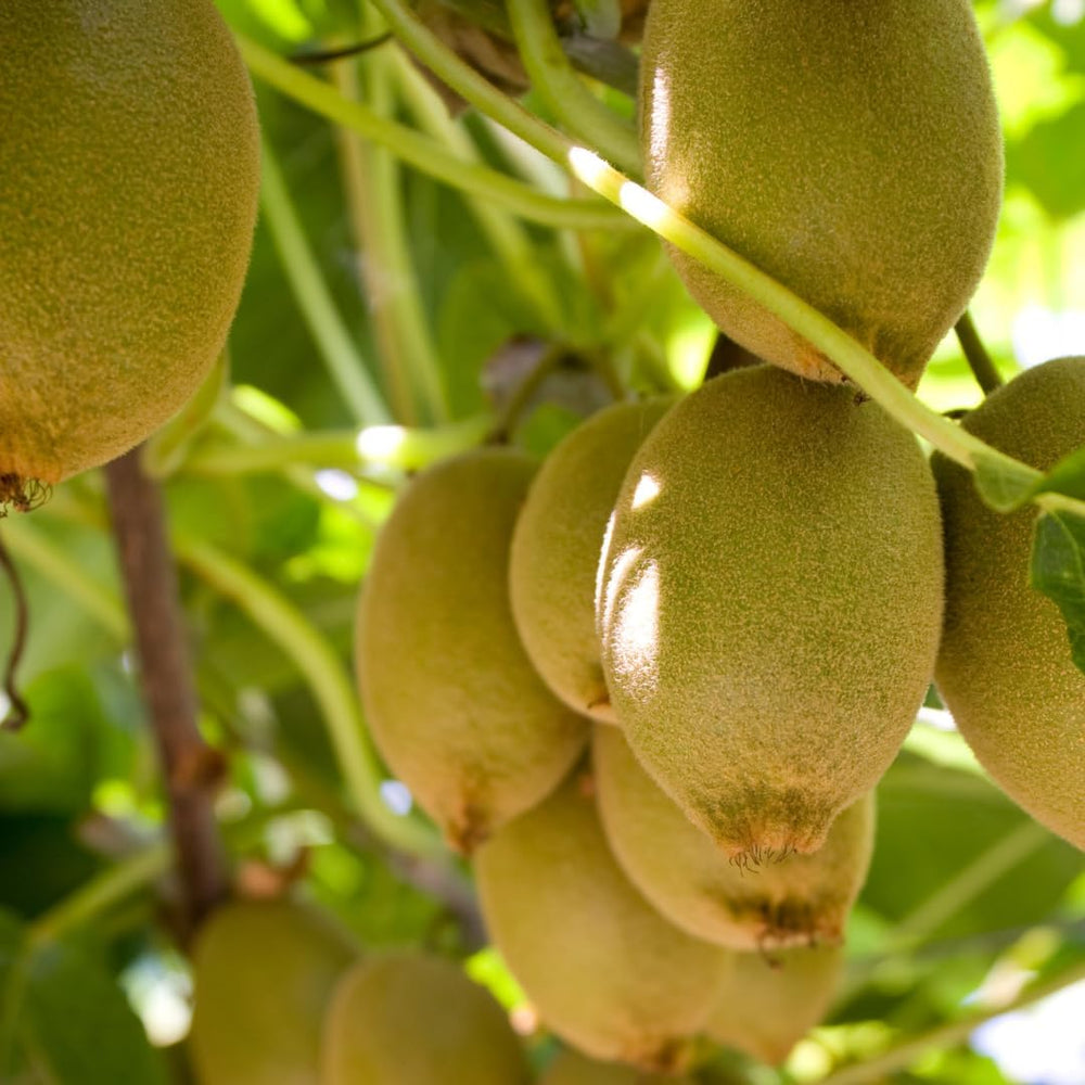 Kiwi Actinidia Männlicher Bestäuber Auf Blumentopf 20-170 Cm - 2 Jahre