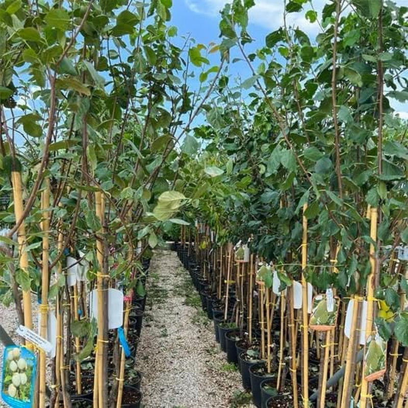 Fortune Pflaumen - Obstpflanze Auf Blumentopf 26 - Baum Max 200 Cm - 4 Jahre Anbau Italien