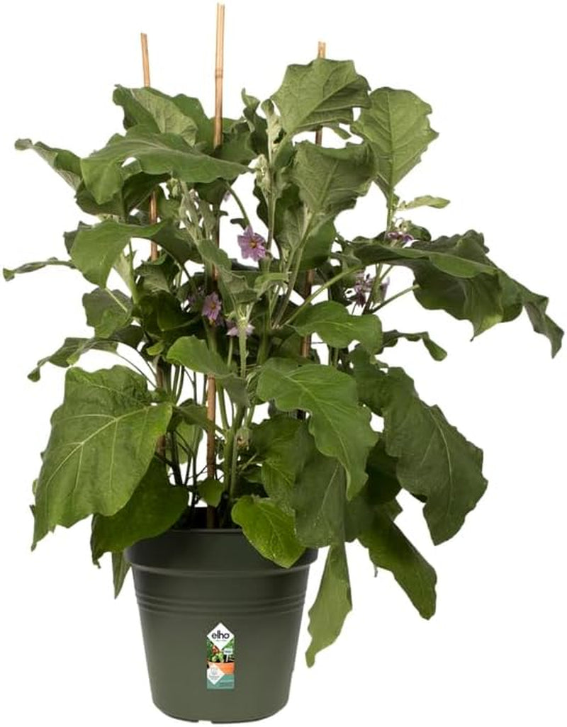 elho Green Basics Ghiveci pentru răsaduri 30 - Ghiveci pentru creștere și recoltare - Ø 30,0 x H 27,7 cm - Verde/Verde frunză