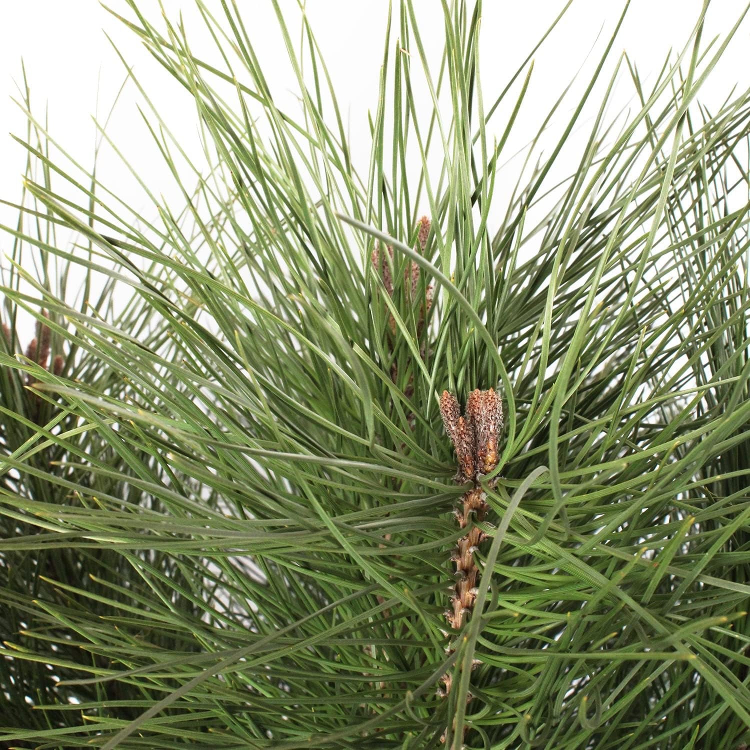 KENTIS - Pinus Pinea - Kiefernpflanze - Kiefer Baum - Winterharte Pflanzen Für Garten - Gartenpflanzen - Hoch 125-150 Cm Topf Ø 30 Cm