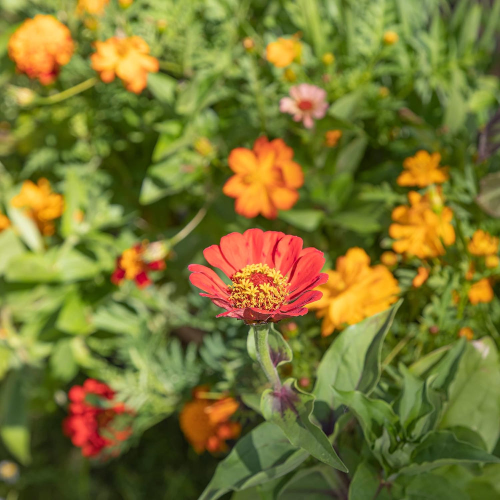 Barevný balkónový květinový mix – 2 prémiové balkónové podložky se semeny květin Snadno se pěstují letní květiny a semena divokých květin z vlastních vypěstovaných jednoletých semen šetrných k hmyzu