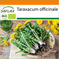 SAFLAX - BIO - Pampeliška - 400 semen - Taraxacum officinale