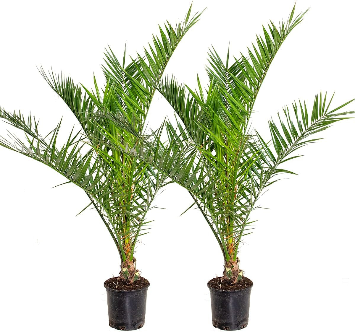 Bloomique - 2Er Set - Phoenix Canariensis - Kanarische Dattelpalme - Palme - Balkonpflanzen Winterhart - Höhe 80-100 Cm - Topf 19 Cm