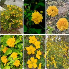 Ranunkelstrauch - Balkonpflanzen Kerria Japonica - Winterharte Für Garten Blühende Sträucher Winterhart Gartenpflanzen 150Samen