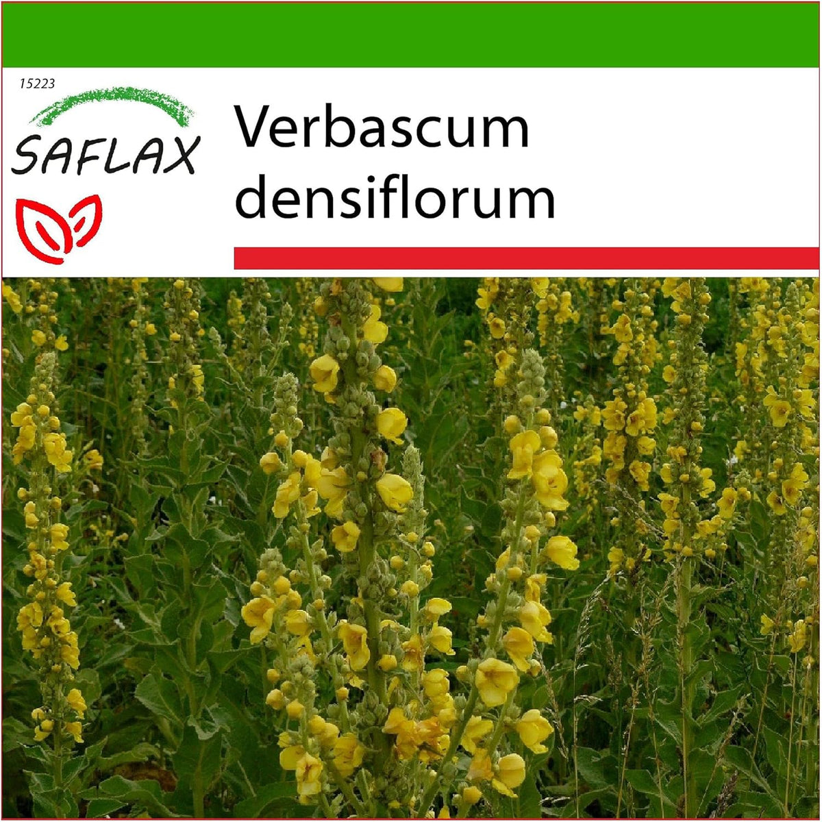 SAFLAX - Heilpflanzen - Großblumige Königskerze - 500 Samen - Mit Keimfreiem Anzuchtsubstrat - Verbascum Densiflorum