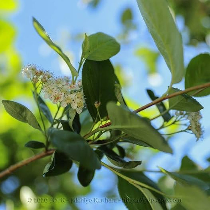 Seedorn (Aronia Melanocarpa) Schwarz Auf Blumentopf 20 Obstpflanze Baum Max 150 Cm -2 Jahre Anbau Italien