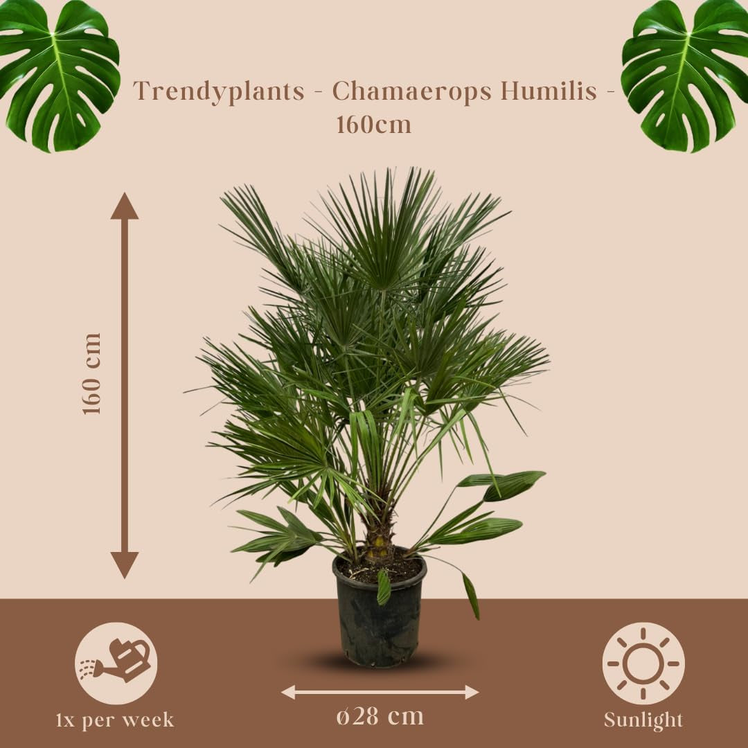 Trendyplants - Chamaerops Humilis - Höhe 150-170 Cm - Europäische Zwergpalme - Winterhart - Gartenpflanze - Topfgröße Ø28Cm