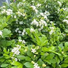 Murraya Balkon Kräutergarten, Zimmerpflanzen, Immergrüne Winterhart Küchenkräuter Seltene Deko Garten Wildkräuter 300Samen