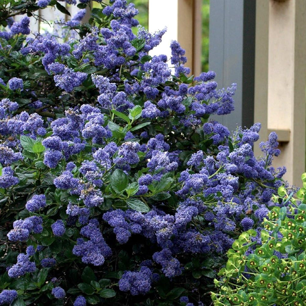Gardeners Dream Ceanothus 'Yankee Point' Kalifornischer Flieder Im Topf - Blühende & Immergrüne Flieder Pflanze - Winterharte Sträucher - Pflanzen Für Garten & Balkon - Winterharte Kübelpflanzen