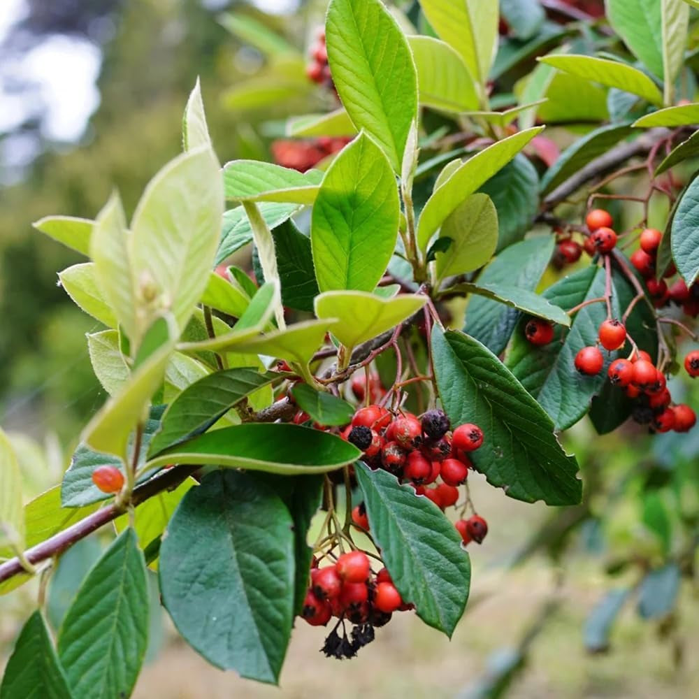 Teppichmispel, Blumensamen Gastgeschenk Bodendecker Cotoneaster Dammeri, Schnell Wachsende Sträucher Baumsamen Exotische Blühende Sträucher Winterhart 200Samen