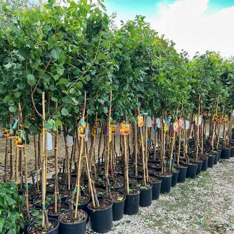 Aprikosenbaum Bulida Obstbaum Im Topf 26 Cm Höhe Ca. 180 Cm – Alter 4 Jahre - Italienische Gärtnerei