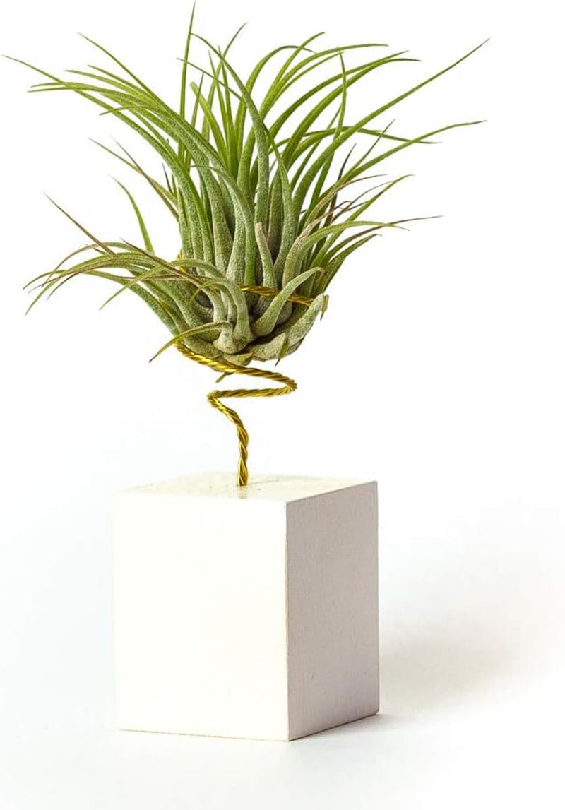Echte Hängende Tillandsia-Pflanzen Mit Ständer - Lebende Luftpflanzen - Windtochter-Pflanze Echte Zimmerpflanze - Air Plant - Zimmerpflanzen Luftpflanzen (Schwarz)