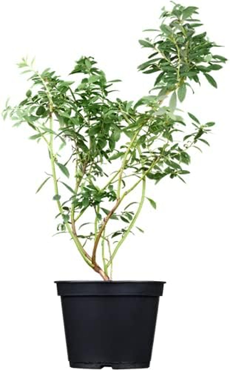 Heidelbeeren Pflanze, Trauben Heidelbeere Blaubeere Vaccinium Corymbosum, Ca. 60Cm Im Topf Gewachsen, Sehr Ertragreiche Sorte, Winterhart