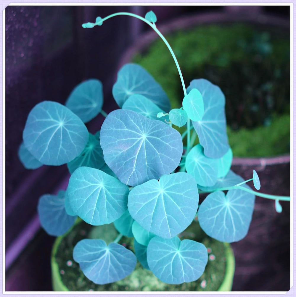 Směs cibulovin, mysteriózní kouzelná cibulka, mrazuvzdorná výsadba, mrazuvzdorná trvalka, mrazuvzdorné cibuloviny – 3 cibule orchidejí