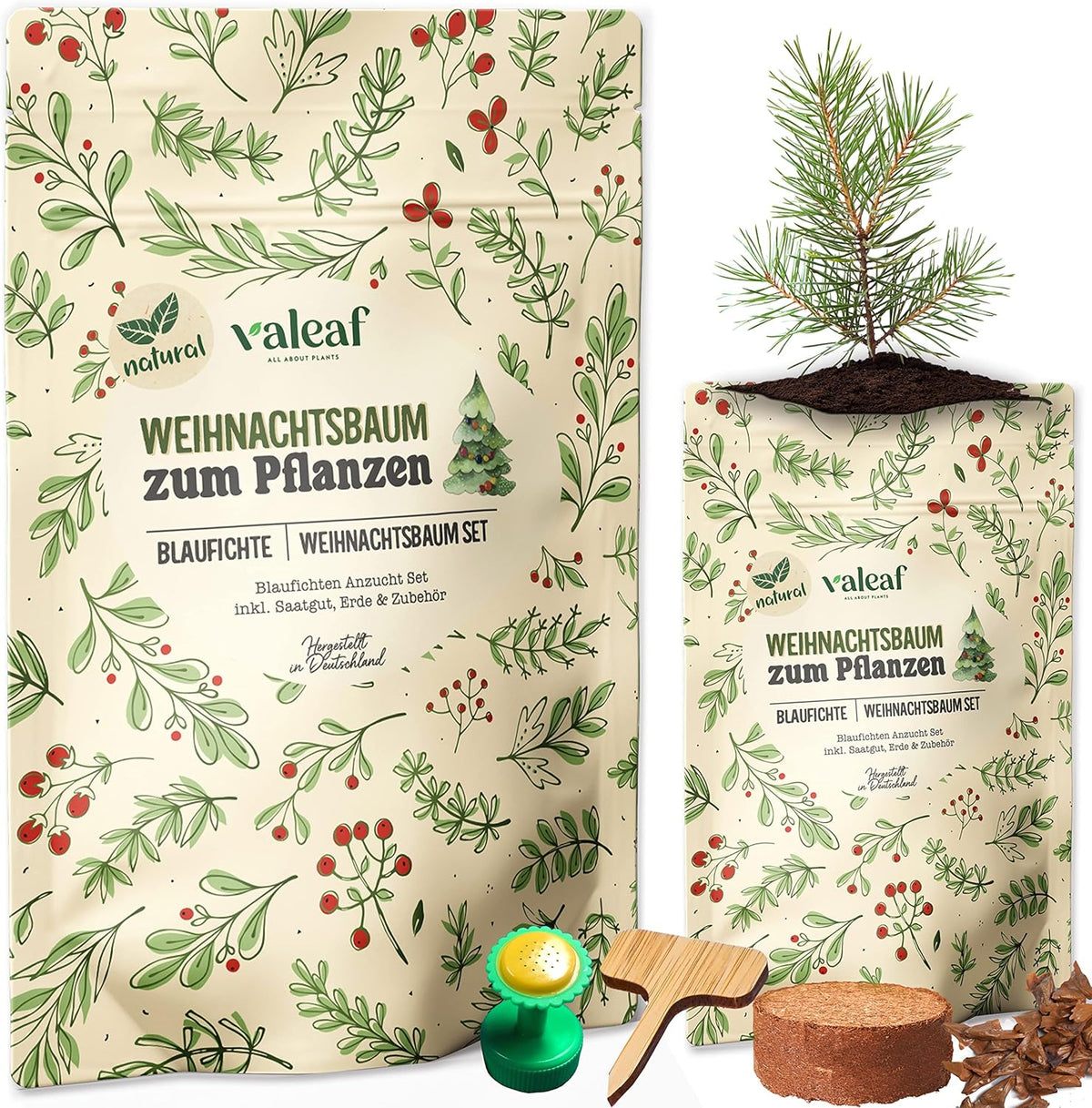 Weihnachtsbaum Anzucht Set I Tolle Geschenk-Idee, Wichtelgeschenke Weihnachten, Nikolausgeschenke Und Garten Geschenke I Weihnachtsbaum Aus Der Dose (Blaufichte 3)