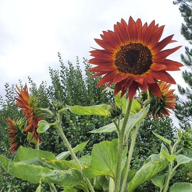 Dárková sada Plant Grow - Sunflower Sunset, včetně květináčů, substrátu a návodu k pěstování